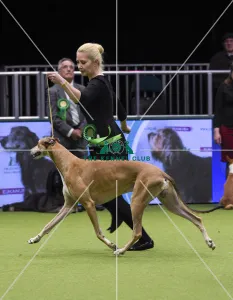 Crufts 2018
