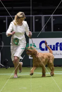 Crufts 2018