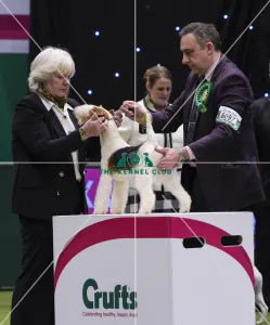 Crufts 2018