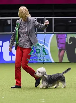 Crufts 2018