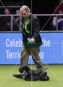 Crufts 2018