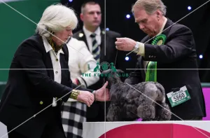 Crufts 2018