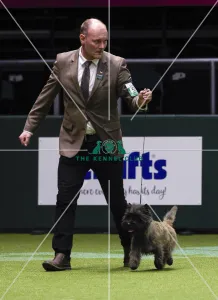 Cairn Terrier
