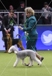 Crufts 2018