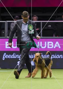 Airedale Terrier