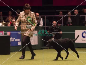 Crufts 2018