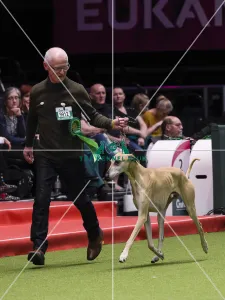 Crufts 2018