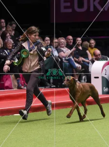 Crufts 2018