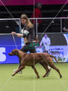 Crufts 2018