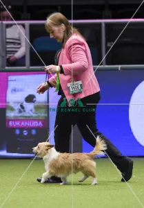 Crufts 2018