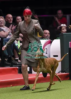 Crufts 2018
