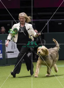 Otterhound