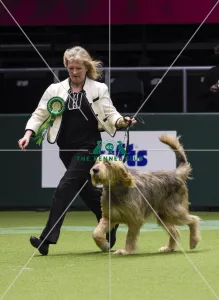 Otterhound