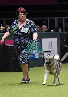 Crufts 2018