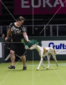 Ibizan Hound