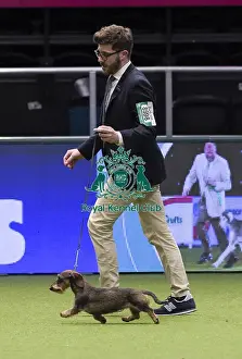 Crufts 2018