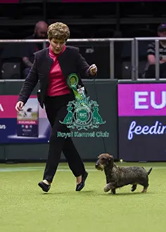 Crufts 2018