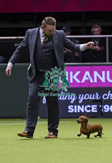 Crufts 2018