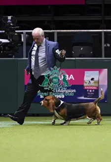 Crufts 2018