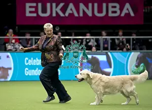 Crufts 2018