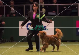 Crufts 2018