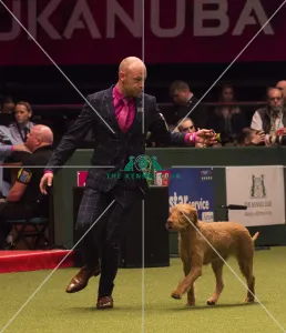 Hungarian Wirehaired Vizsla