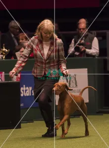 Crufts 2018