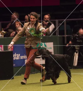 2018 Best of Breed GORDON SETTER