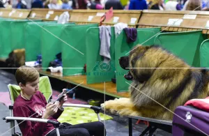 Crufts 2018