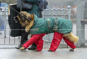Crufts 2018