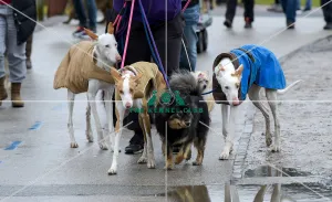 Crufts 2018