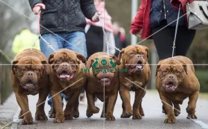 Crufts 2018