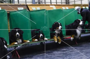 Crufts 2018