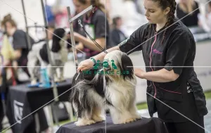 Dog Groomer of the year