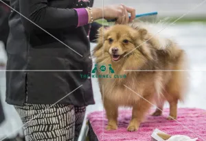 Dog Groomer of the year