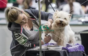 Crufts 2018