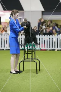 Crufts 2018