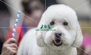Dog Groomer of the year