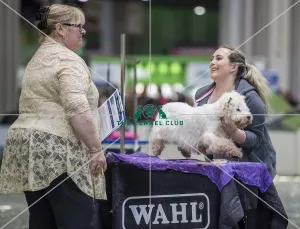 Dog Groomer of the year