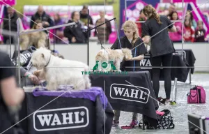 Dog Groomer of the year
