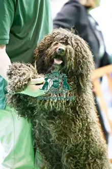 Crufts 2018