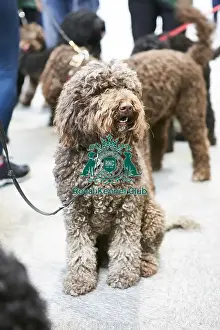 Crufts 2018