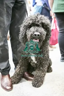 Crufts 2018