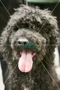 Crufts 2018