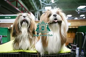Crufts 2018