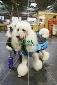 Crufts 2018