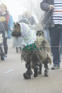 Crufts 2018