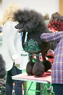 Crufts 2018