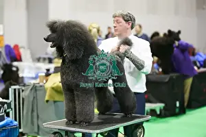 Crufts 2018