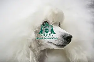 Crufts 2018